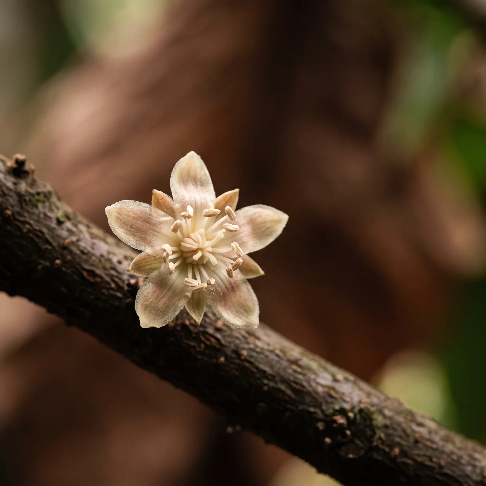 Delicate pale cacao flower on the tree bark